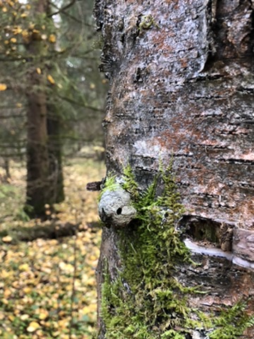 Мох на коре дерева крупным планом